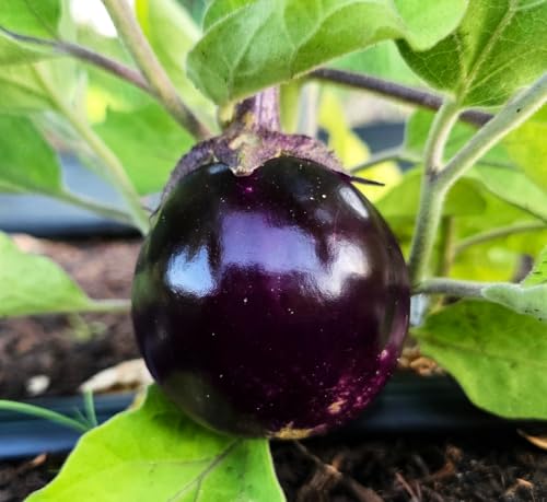 50PCS Round Purple Dwarf Eggplant Seeds Patio Container Eggplant Vegetable Seeds