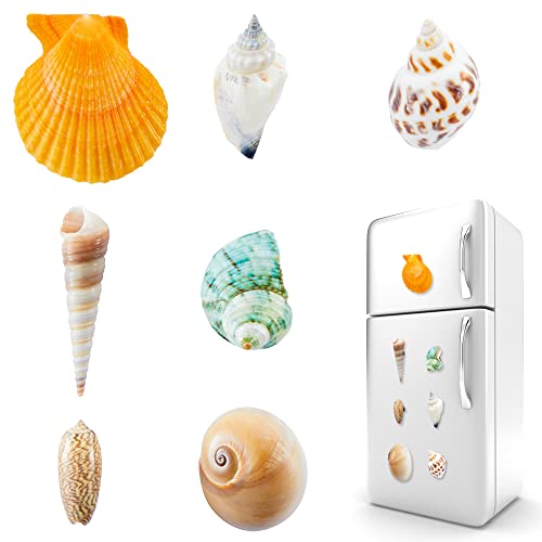 Add a Touch of Natural Beauty to Your Fridge with These 7 Seashell Magnets - Handcrafted and Eco-Friendly (7 Seashell Magnets)