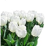 チューリップ 球根 おまかせパック (20個, 白色)