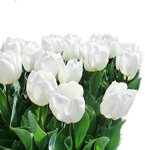 白のチューリップ