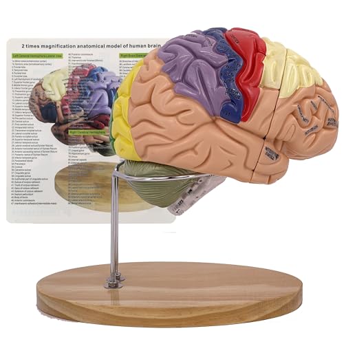 Modèle de cerveau élargi AMITD double structure et 131 repères anatomiques