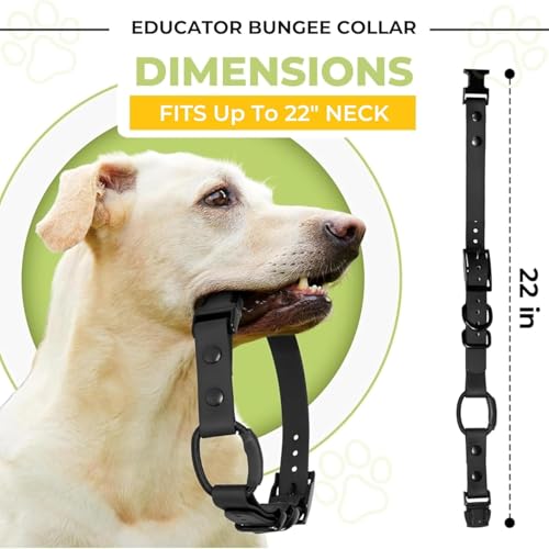 Image of 3 /4 inch e-Collar Bungee Collar Strap, Waterproof (Light Blue 3 /4 inch)