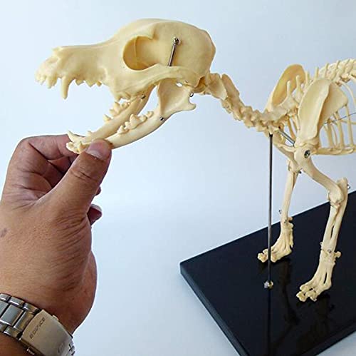 Anatomisches Modell Hund Skelettmuster Modell Anatomie Bildung Modell Von Tieren, Humanbiologie Professor Veterinary Education Demonstration Werkzeug Hund (64Cmx10cmx30cm)