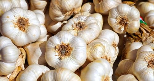 Garlic Bulb (2 lbs), Fresh California Gilroy Heirloom Softneck Garlic for Planting and Growing Your Own Garlic