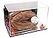 Better Display Cases Acrylic Catchers Glove Display Case with Mirror Case, Red Risers , Wall Mount and Mirror Base (A011/V16)
