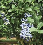 Tifblue Rabbiteye Blueberry Bush (2.5 Quart) Fruit-Bearing Deciduous Shrub - Full Sun Live Outdoor P