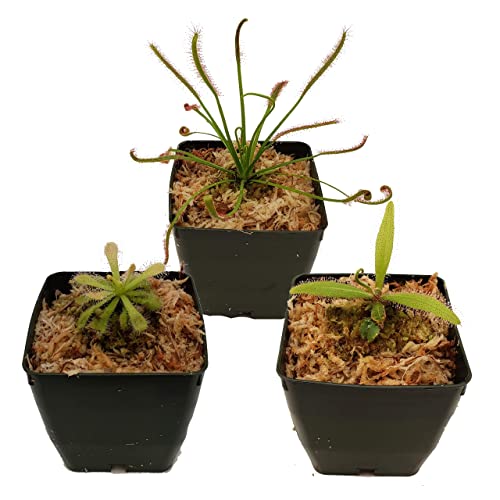 Carnivorous Sundew Plant Collection - 3 Different Drosera Sundew Varieties - Live Arrival Guarantee, Adult Plants, 3" pots & Soil Included - Predatory Plants (3) Carnivorous Sundew Plant Collection - 3 Different Drosera Sundew Varieties - Live Arrival Guarantee, Adult Plants, 3" pots & Soil Included - Predatory Plants (3)