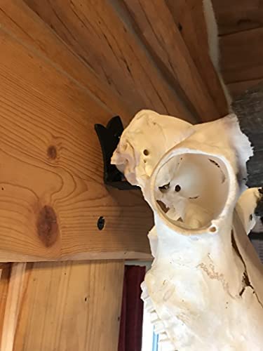 Skull Bracket Bambi European Trophy Mount - Perfect For Young Deer, Antelope, Bear, Wolf And Other Small Game Mounts Holds Over 50 Lbs Taxidermy Mount Skull Hanger Kit #TOP3