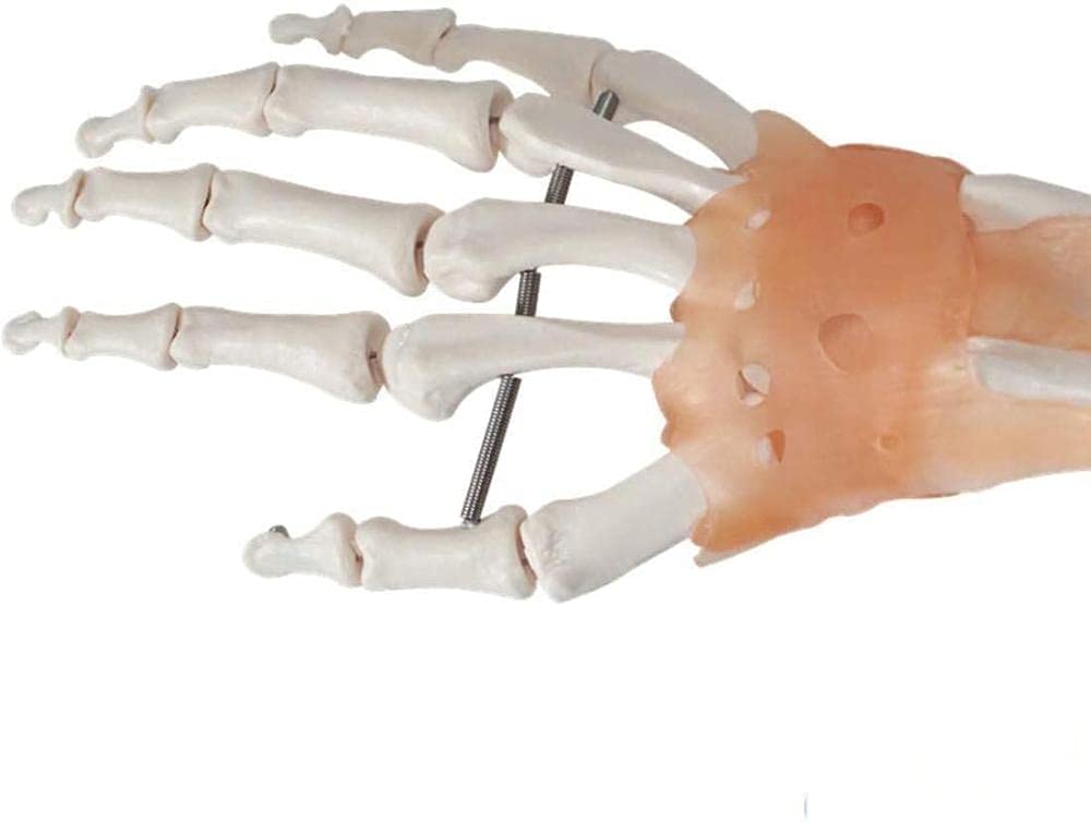 Modello Tronco Scheletrico, Modello Anatomico, Modello Umano, Anatomia Articolare E Manuale, Legamenti, Educat Medical