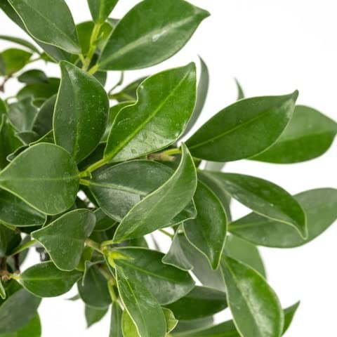 Bonsaï - Chin. Figuier - Ficus Retusa - Environ 10 Ans - Bol 25cm Coffret Cadeau Avec Ciseaux Et Engrais 91786111