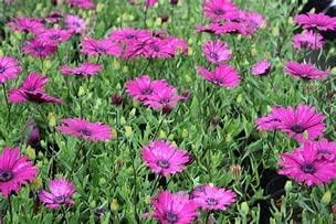 3X Osteospermum 'Tresco Purple' OSTEOSPERMUM Large Perennial Plug Plants.