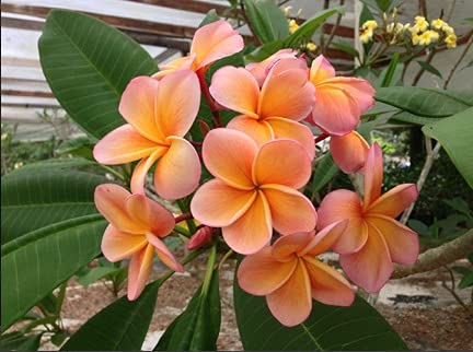 Amazon.com : 5 Light Pink Orange Plumeria Seeds Plants Flower Seed