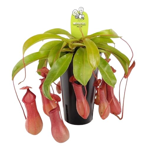 Planta Colgante Carnívora Nepenthes Planta Viva Come Insectos