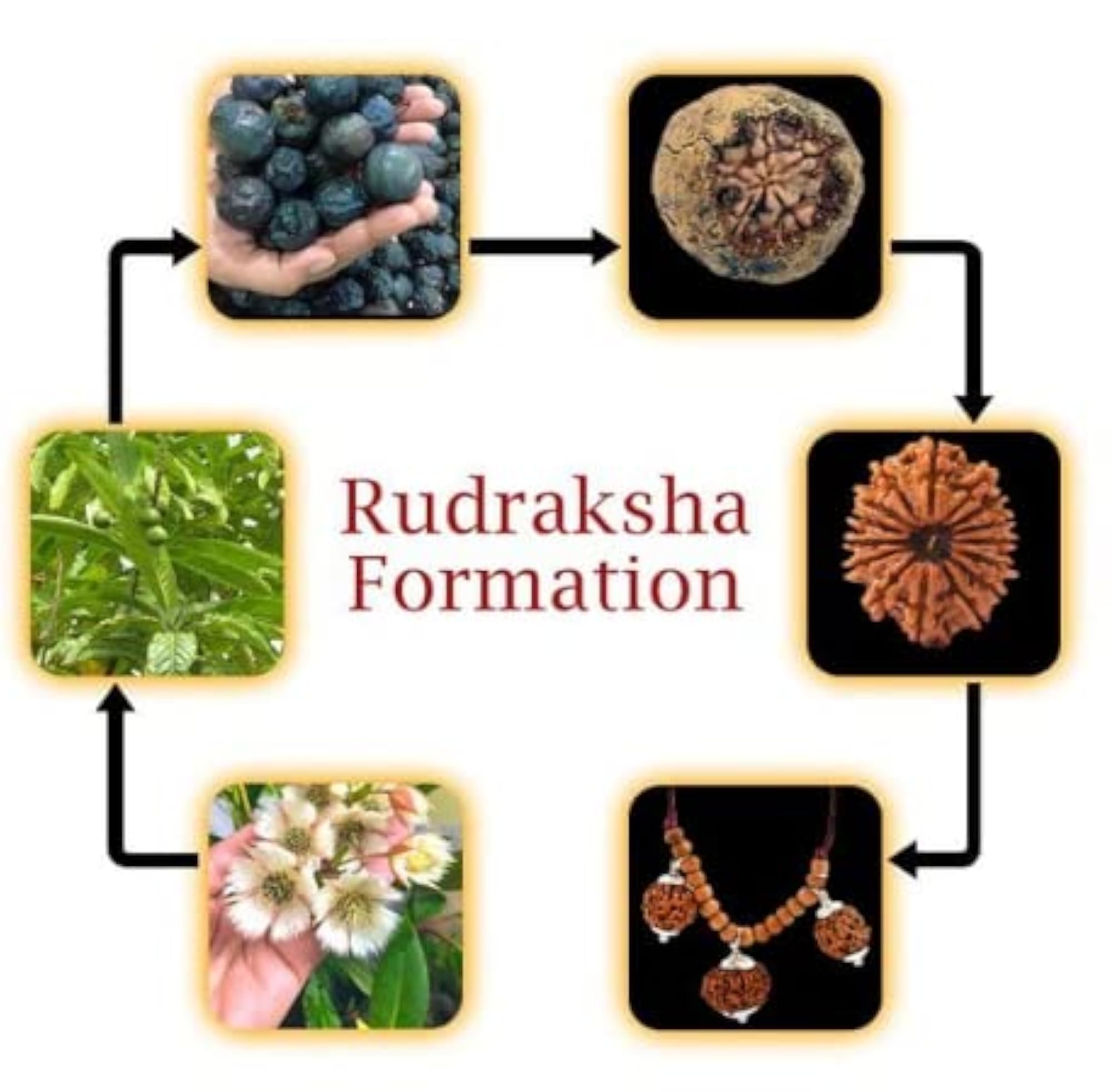 Gauri Shankar Rudraksha, Natural Colour, Certified