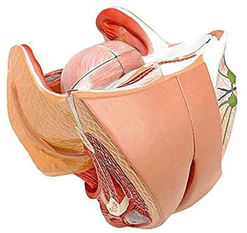Modello Umano, Organi Riproduttivi Femminili Modello Umano Utero Ovaio Modello Anatomico Forniture per Laboratorio Medico di Ostetricia e Ginecologia