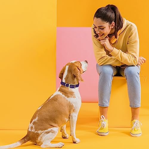 Image of Viper Biothane Heavy Duty Waterproof Dog Collar Strong Coated Nylon Webbing w /Solid Brass Hardware Odor-Proof Easy to Clean High Performance Fits Small Medium or Large Dogs, Violet Purple