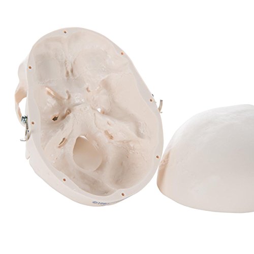 3B Scientific A18/15 Mini-Schädelmodell des Menschen, 3-teilig, Schädeldecke, Schädelbasis und Unterkiefer, mit kostenloser 3B Smart Anatomy Software