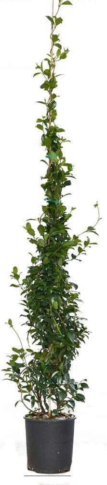 PIANTA DI RINCOSPERMUM FALSO GELSOMINO FIORE BIANCO RAMPICANTE VASO 22 H 210 CM Vivaio Annese