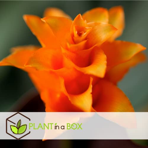 Luftreinigende Pflanzen: Calathea Crocata im Topf 14 cm