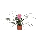 Planta natural con flor. Tillandsia Cyanea Planta Natural con Flor Rosa Clavel Aire