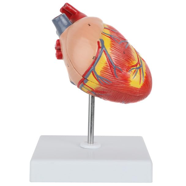 Axis Scientific 2-Part Life-Size Canine Heart Anatomy Model - Detailed Canine Heart Anatomy Model for Veterinarians, Teachers, Students -includes Study Guide - Durable and Realistic