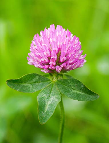 Red Clover Seed By Eretz (5Lb) - Choose Size! Premium Willamette Valley, Oregon Grown Non-Gmo Seeds, No Fillers, No Coatings, No Treatments. #TOP1