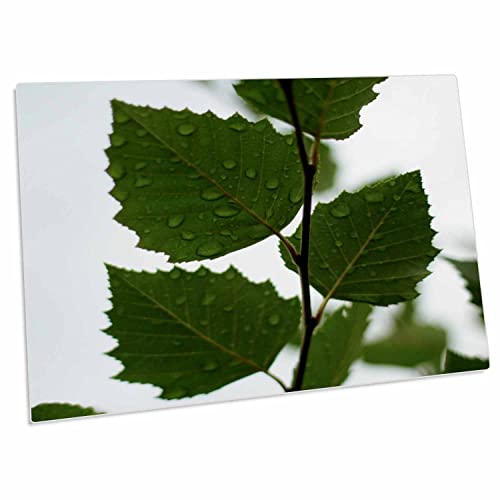 3dRose Plants Leaves Rain Green Silhouette - Pad Escritorio L