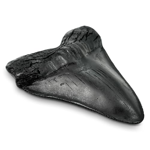 Image of Carcharodon Megalodon Giant Shark Tooth with Serrations,Suitable for Museums, Schools, Home Collections 5.5 inch (Black)