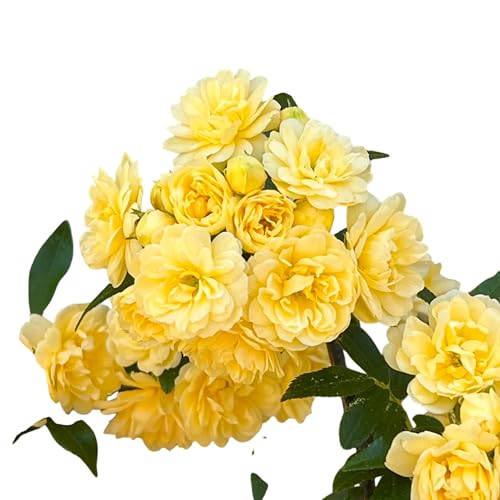 Yellow Lady Banks Climbing Rose Thornless Vine