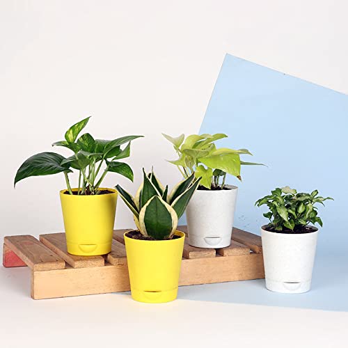FlowerAura Set Of 4 Live Indoor Plants For Living Room, Table Decor, Balcony, Office/Home Decoration (Same Day Delivery)