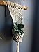 WILD COTTON Macrame Plant Hanger Indoor Hanging Planter - Macrame Plant Holder - Macrame Plant Hanging - Macrame Plant Hangers Large - Driftwood Macrame Wall Hanging - Macrame Wall Hanging Plant