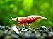 Aquatic Arts 1 Live Painted Fire Red Cherry Shrimp (Neocaridina davidi) - Breeding Age Young Adults at 1/2 to 1 Inch Long
