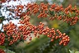 Pyracantha 'Orange Charmer' 40-60 cm – Winterhart, Immergrün, Pflegeleicht – Feuerdorn – Heckenpflanze für Garten & Sichtschutz