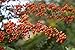Pyracantha 'Orange Charmer' 60-80 cm – Winterhart & Immergrün & Mehrjährig – Feuerdorn – Heckenpflanze für Garten & Sichtschutz