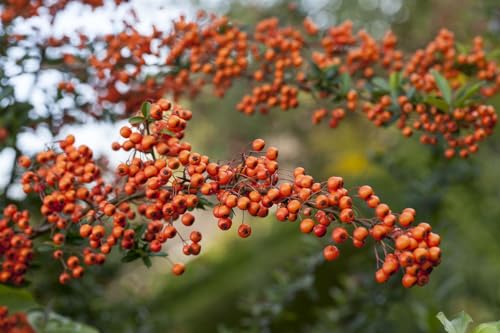 Pyracantha 'Orange Charmer' 40-60 cm – Winterhart, Immergrün, Pflegeleicht – Feuerdorn – Heckenpflanze für Garten & Sichtschutz