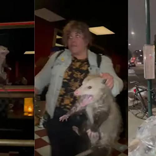 SAFS-0241 - 2022.06.06 - "The Opossum Just Wanted Some Black Coffee!"