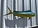 37 Inch Cow Dolphin Full Mount Fish Replica – Two-Sided Fiberglass Wall Decor for Indoor or Outdoor Display