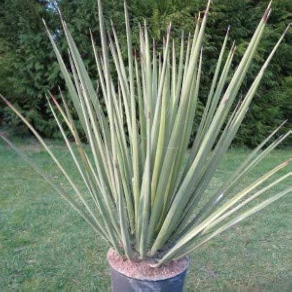 ユッカ　バッカタ　バナナユッカ　レア品種　ドライガーデン 81DMxpQIxpL._AC_UF1000,