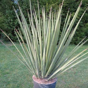ユッカ バッカタ　コレクション株　観葉植物 tn06-f48n020-01-02.jpg