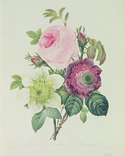 Cuadros lienzo de alta calidad con la réplica botánica de Pierre Redouté (60x90cm)