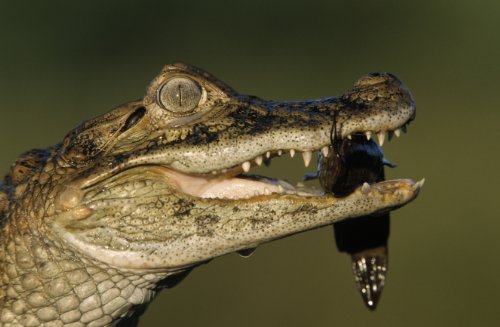 Die verrücktesten Tiere der Welt Teil 2 - National Geographic