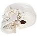 Axis Scientific Human Skull Model for Anatomy Life Size, 3-Part Anatomy Skull Includes Skull Cap with External and Interior Structures, Includes Detailed Product Manual, Skull for Anatomy