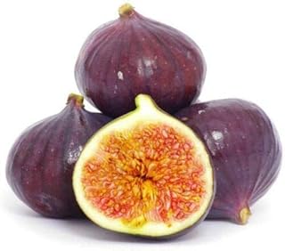 100 Fig Seeds Edible Fig Plant Tropical Rare Heirloom Fruit Family Planting