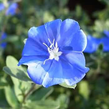 41DDew0XmAL._AC_UF350,