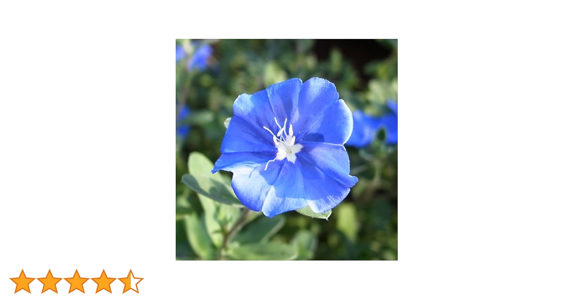 アメリカンブルー様 おまとめ アメリカンブルー7/20の写真と比べても「2019年花記録」の