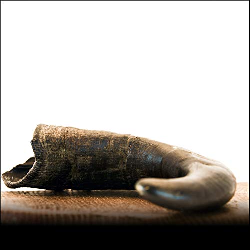 Büffelhorn L (400g+) - 1Stk. - von George & Bobs -