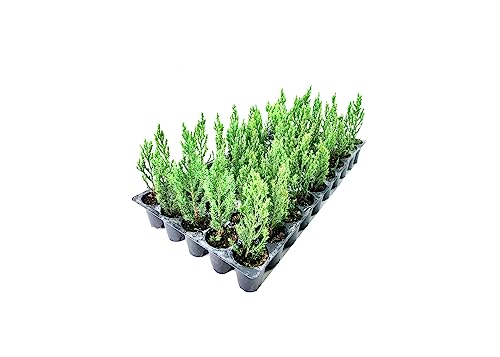 Blue Point Juniper | 30 Live Plants | Juniperus Chinensis | Drought Tolerant, Evergreen Landscape...