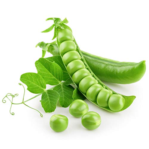 Earthcare Seeds Pea Alaska Early Spring Bush 100 Seeds (Pisum sativum) - Heirloom - Open Pollinated - Non GMO
