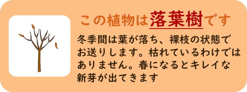 北の蝦夷ハスカップ　原種　成木果樹 高さ1メートル40cm 山葡萄苗木4本セット 北の蝦夷ハスカップ 成木果樹 高さ1メートル40cm 山葡萄苗木4本