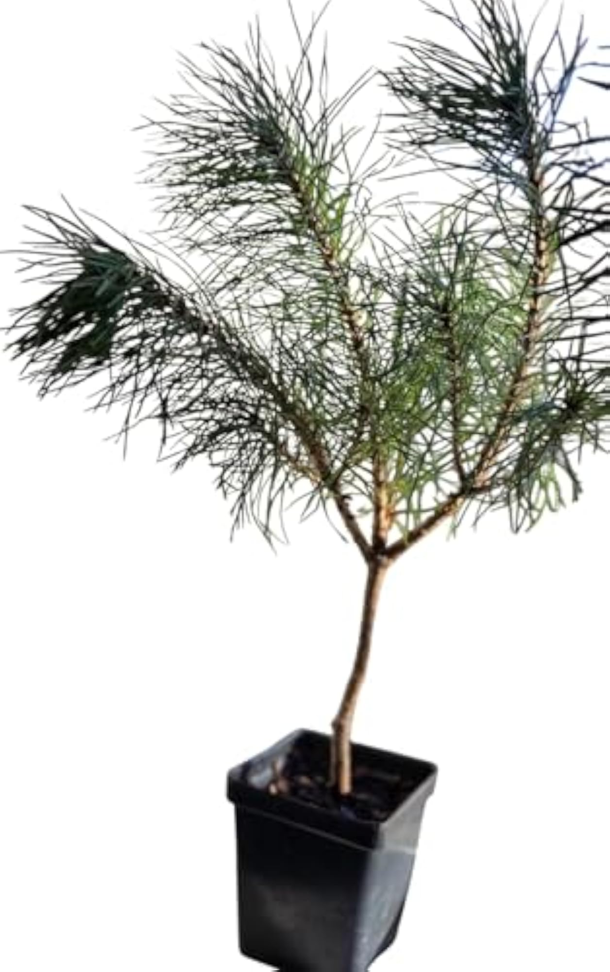 Live Japanese Black Pine Bonsai Tree for Home Office